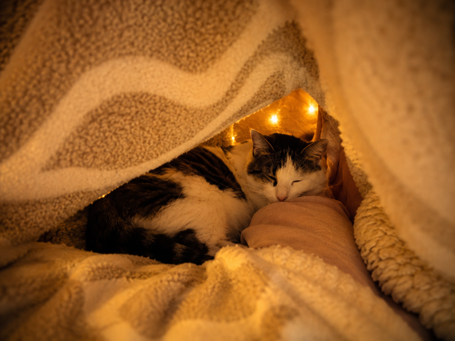 Minette, chat blanc et tigré, se cache sous une couverture chaude dans un cocon rassurant.