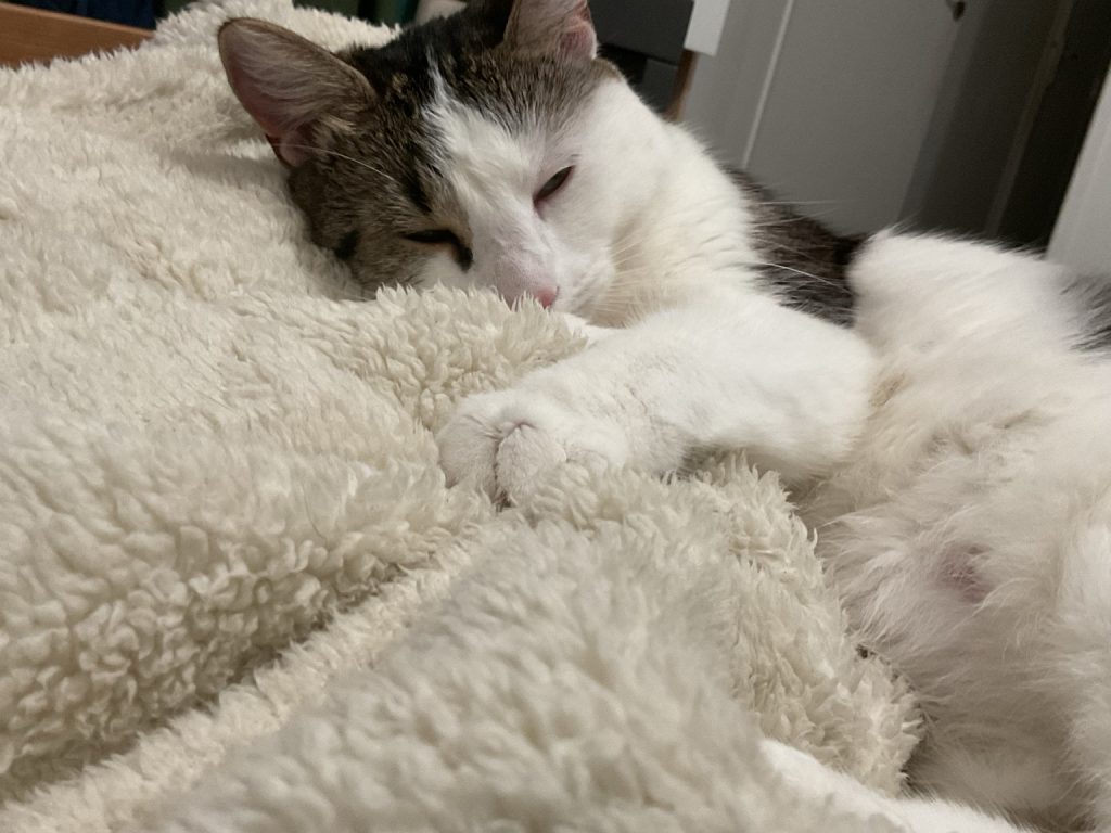 Minette détendue sur une couverture douce illustrant le ronronnement du chat