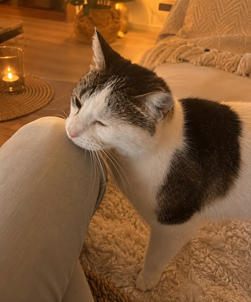 Chat donnant un coup de tête affectueux contre la jambe de son propriétaire