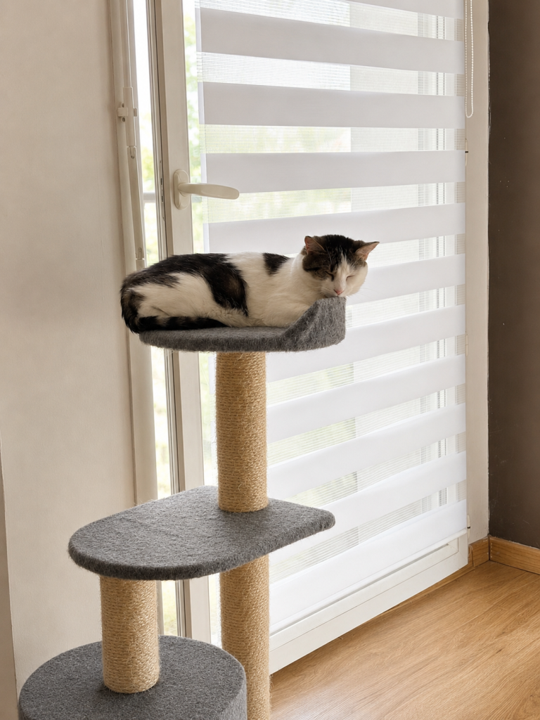 Chat regarde par la fenêtre puis s’endort sur son arbre à chat