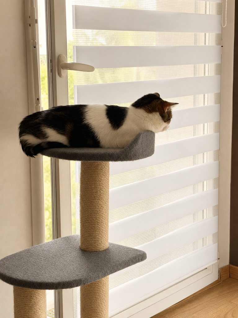 Chat regarde par la fenêtre depuis son arbre à chat
