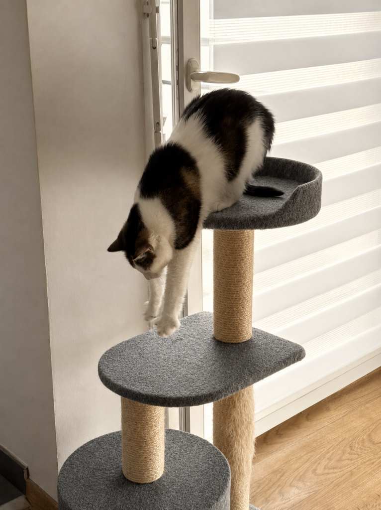 Minette descend de son arbre à chat après son réveil