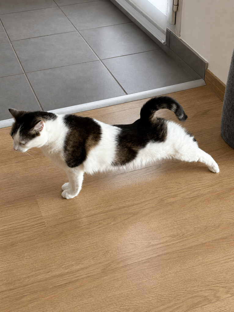 Minette étire une patte arrière après son réveil