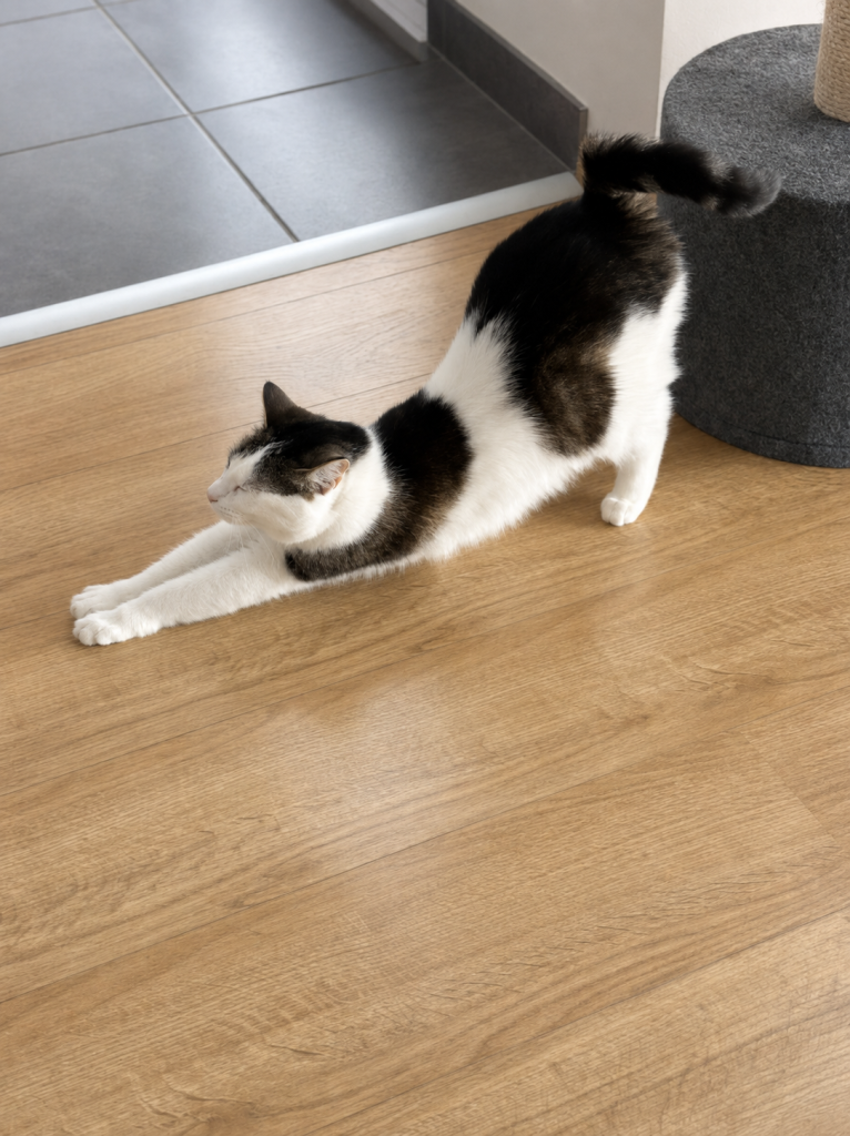Chat s’étire après avoir dormi en allongeant ses pattes avant